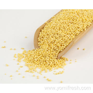 Foxtail Millet 25Kg